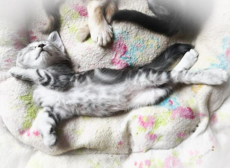 Bild 6: XXX-Fellige Maine Coon Babys