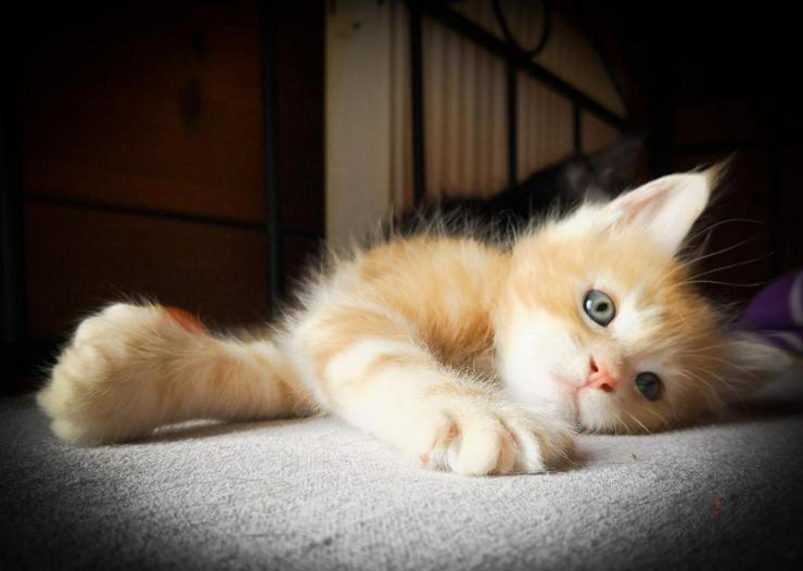 XXX-Fellige Maine Coon Babys - Rassekatzen - Bild 1