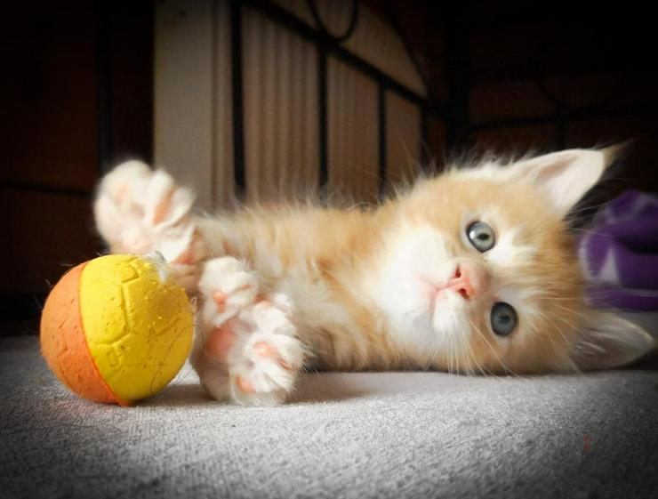 Bild 3: XXX-Fellige Maine Coon Babys