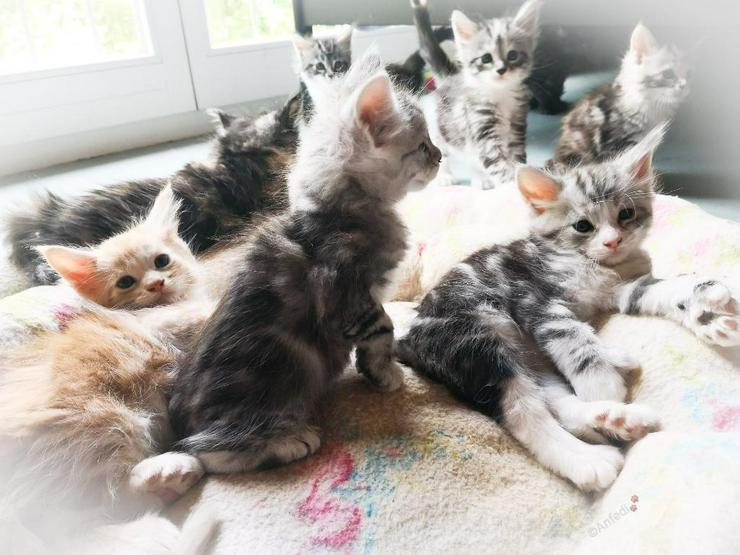 Bild 5: XXX-Fellige Maine Coon Babys