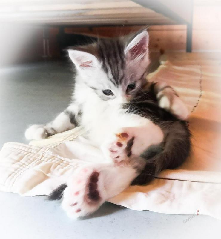 Bild 10: XXX-Fellige Maine Coon Babys
