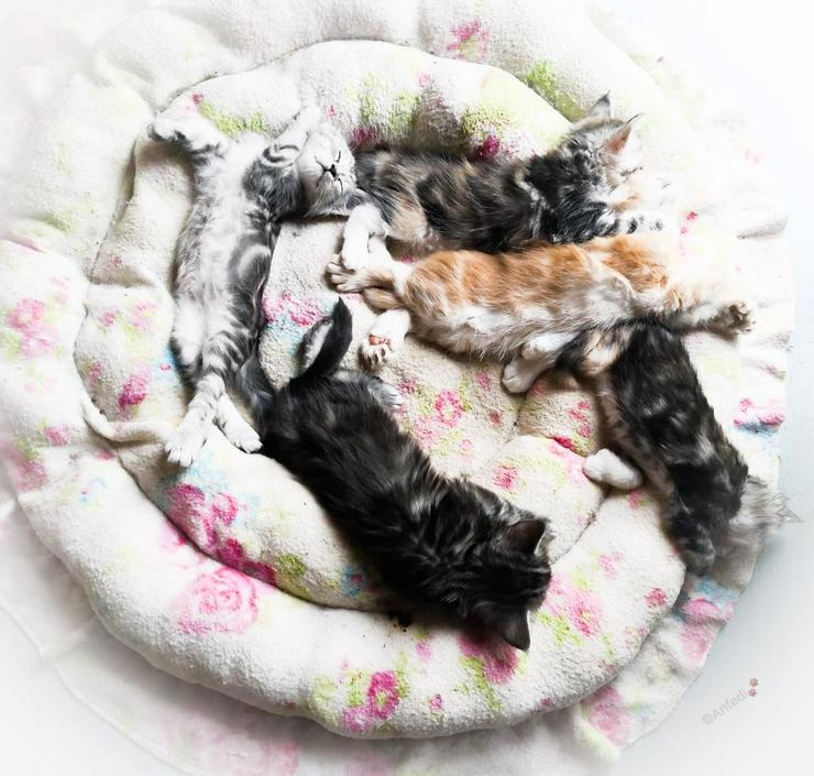 Bild 12: XXX-Fellige Maine Coon Babys