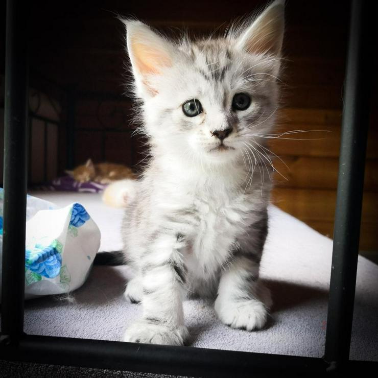 Bild 9: XXX-Fellige Maine Coon Babys