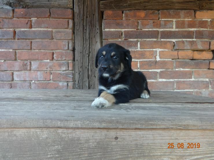 Bild 5: Briard Owtscharka Mix Welpen abzugeben