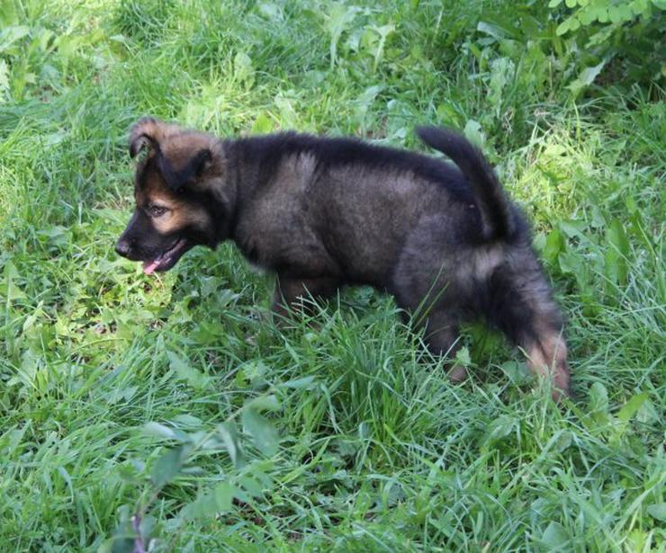 Bild 8: Altdeutscher Schäferhund Welpe, Rüde, rein DDR, Hausaufzucht, gerader Rücken