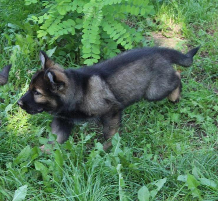 Bild 13: Altdeutscher Schäferhund Welpe, Rüde, rein DDR, Hausaufzucht, gerader Rücken