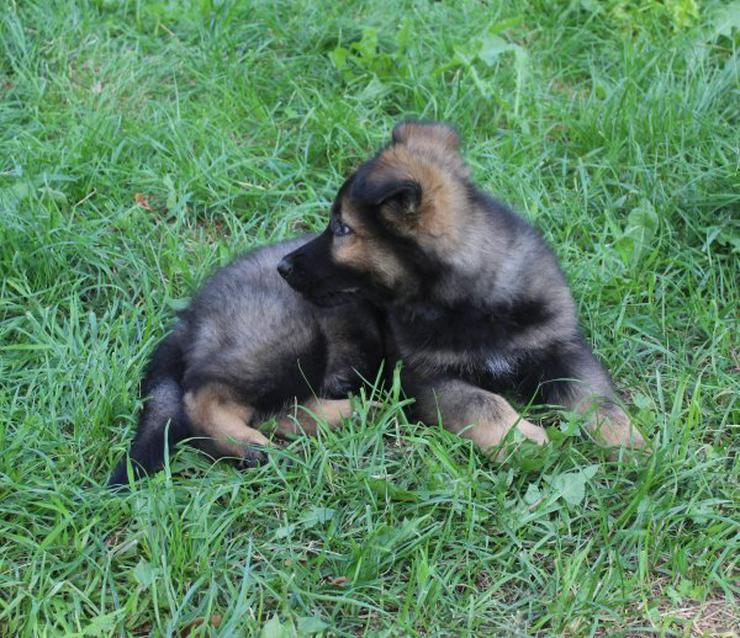 Bild 4: Altdeutscher Schäferhund Welpe, Rüde, rein DDR, Hausaufzucht, gerader Rücken