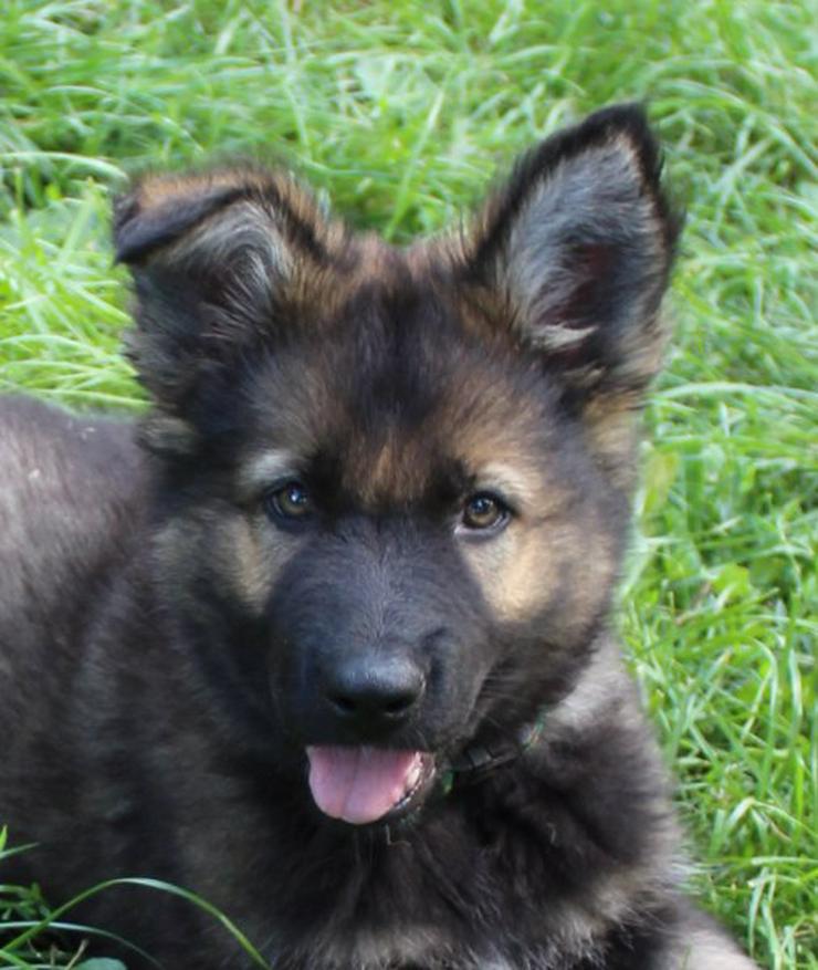 Bild 11: Altdeutscher Schäferhund Welpe, Rüde, rein DDR, Hausaufzucht, gerader Rücken