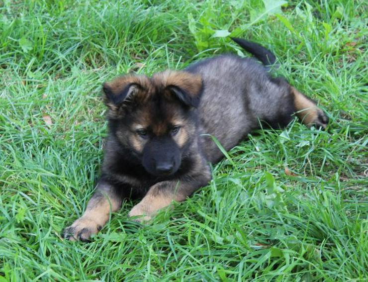 Bild 2: Altdeutscher Schäferhund Welpe, Rüde, rein DDR, Hausaufzucht, gerader Rücken