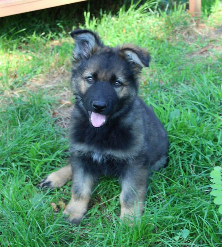 Bild 9: Altdeutscher Schäferhund Welpe, Rüde, rein DDR, Hausaufzucht, gerader Rücken