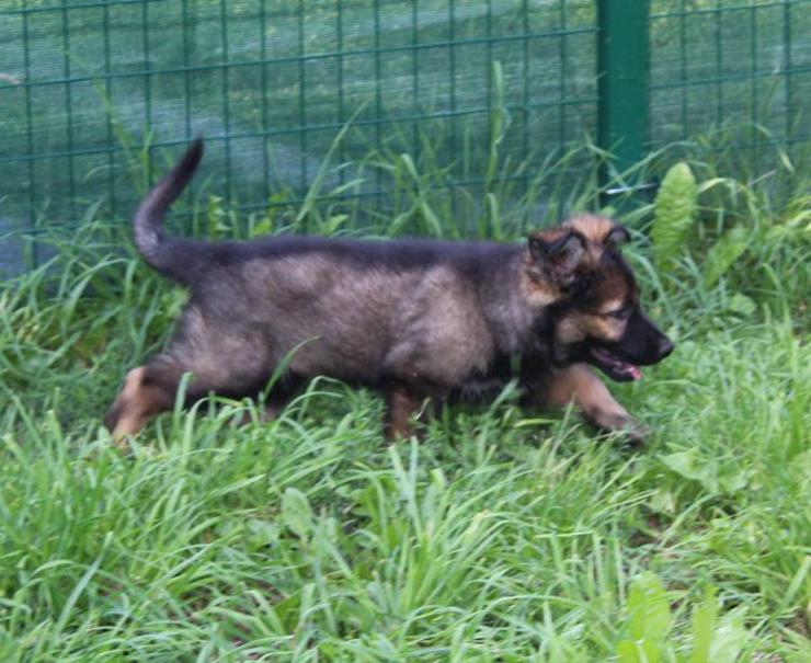 Bild 5: Altdeutscher Schäferhund Welpe, Rüde, rein DDR, Hausaufzucht, gerader Rücken