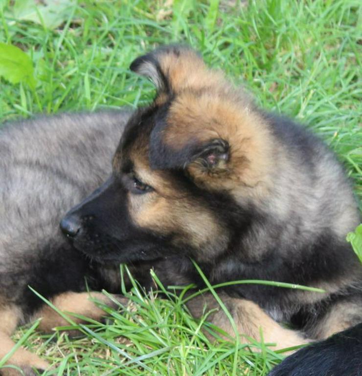 Bild 3: Altdeutscher Schäferhund Welpe, Rüde, rein DDR, Hausaufzucht, gerader Rücken