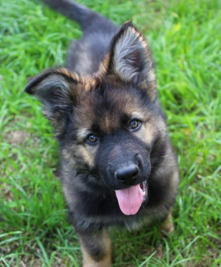 Bild 6: Altdeutscher Schäferhund Welpe, Rüde, rein DDR, Hausaufzucht, gerader Rücken