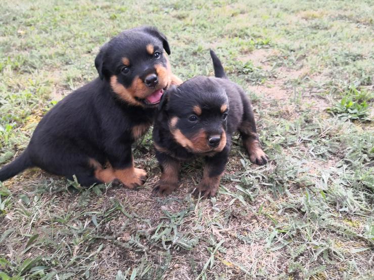 ADRK-Rottweilerwelpen aus Leistungszucht suchen liebevolles Zuhause - Rassehunde - Bild 1
