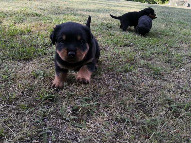 Bild 3: ADRK-Rottweilerwelpen aus Leistungszucht suchen liebevolles Zuhause