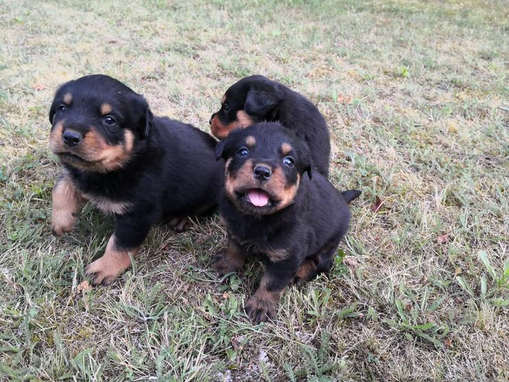 Bild 7: ADRK-Rottweilerwelpen aus Leistungszucht suchen liebevolles Zuhause