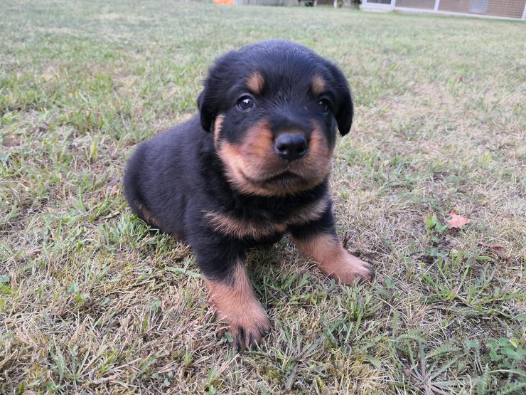 Bild 5: ADRK-Rottweilerwelpen aus Leistungszucht suchen liebevolles Zuhause