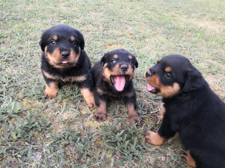 Bild 2: ADRK-Rottweilerwelpen aus Leistungszucht suchen liebevolles Zuhause