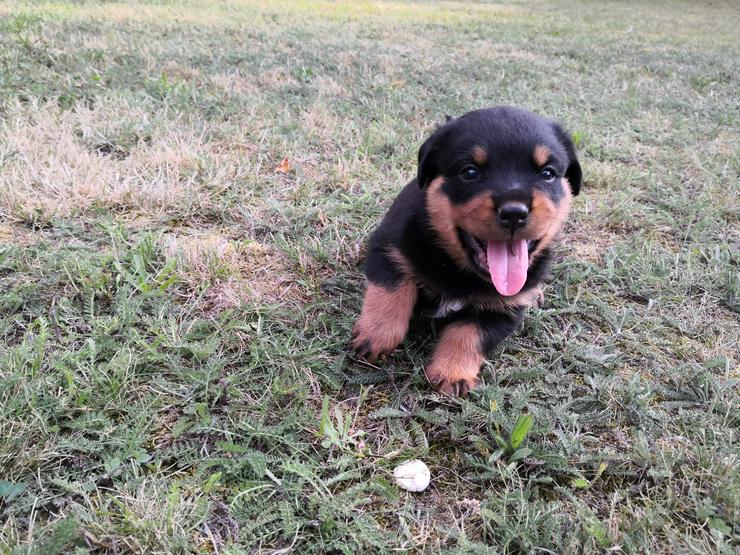 Bild 6: ADRK-Rottweilerwelpen aus Leistungszucht suchen liebevolles Zuhause