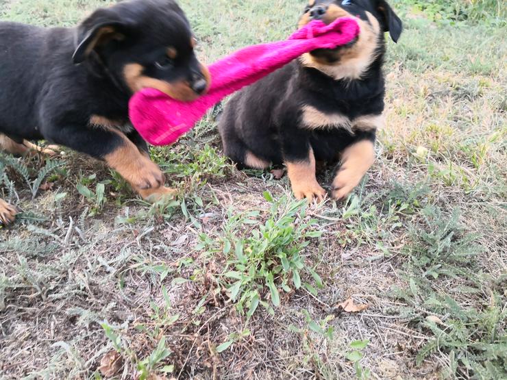 Bild 4: ADRK-Rottweilerwelpen aus Leistungszucht suchen liebevolles Zuhause