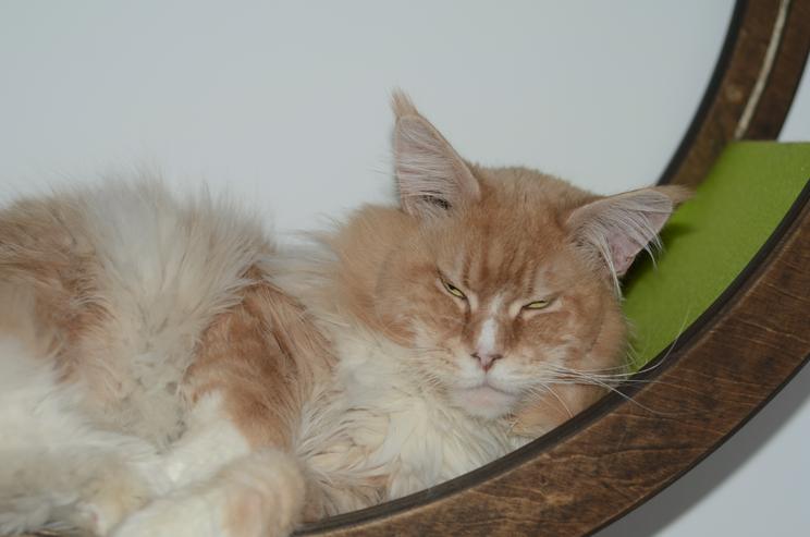 Bild 18: Maine Coon Kitten Kater Ramiro Creme tabby / white