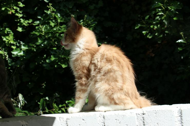 Bild 11: Maine Coon Kitten Kater Ramiro Creme tabby / white