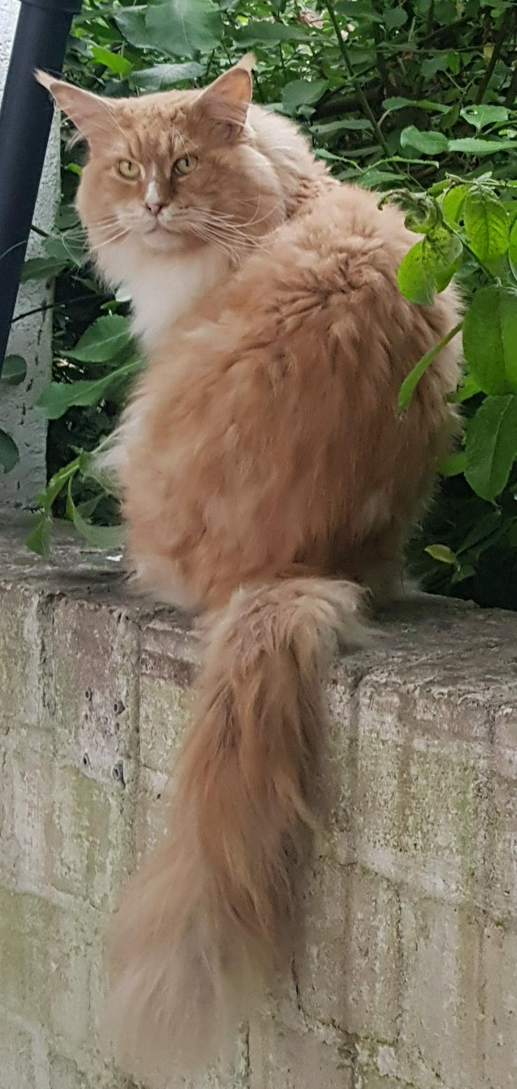 Bild 17: Maine Coon Kitten Kater Ramiro Creme tabby / white