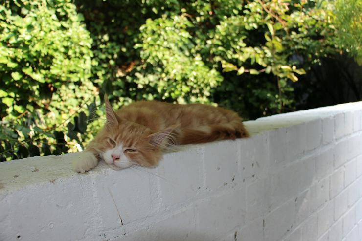 Bild 3: Maine Coon Kitten Kater Ramiro Creme tabby / white