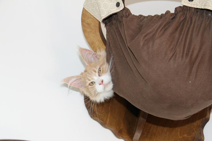 Bild 9: Maine Coon Kitten Kater Ramiro Creme tabby / white