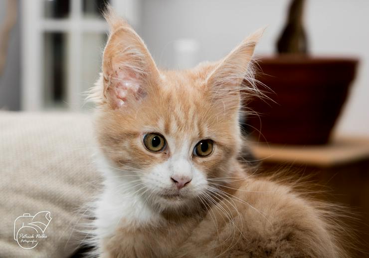 Bild 7: Maine Coon Kitten Kater Ramiro Creme tabby / white