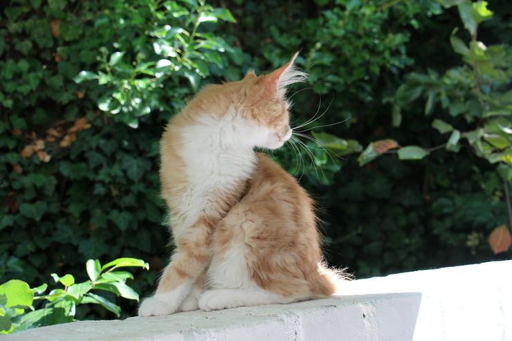 Bild 15: Maine Coon Kitten Kater Ramiro Creme tabby / white