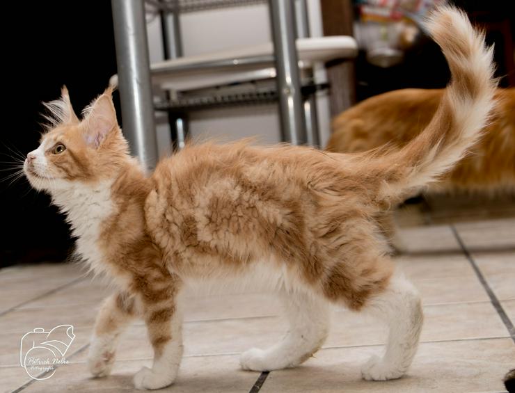 Bild 6: Maine Coon Kitten Kater Ramiro Creme tabby / white