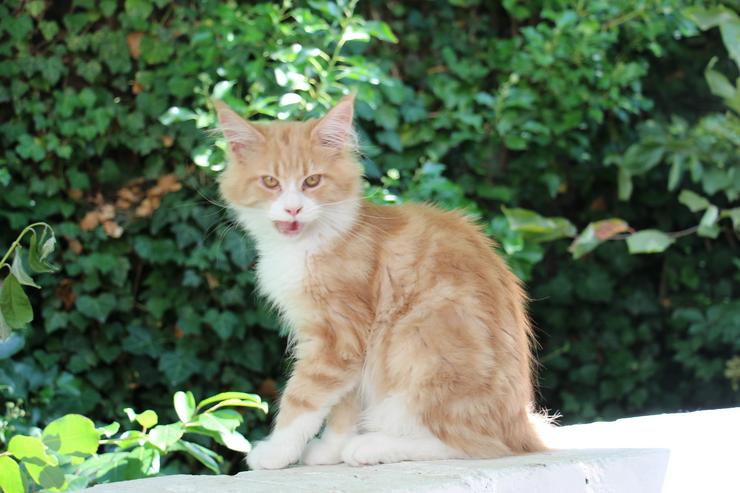 Bild 14: Maine Coon Kitten Kater Ramiro Creme tabby / white