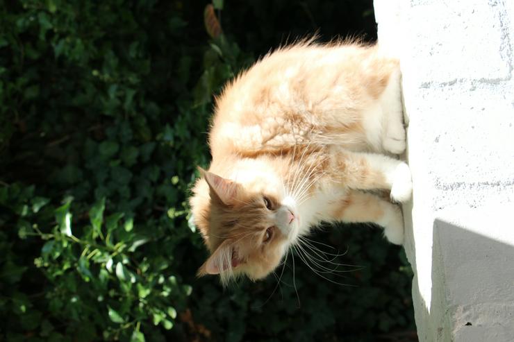 Bild 13: Maine Coon Kitten Kater Ramiro Creme tabby / white