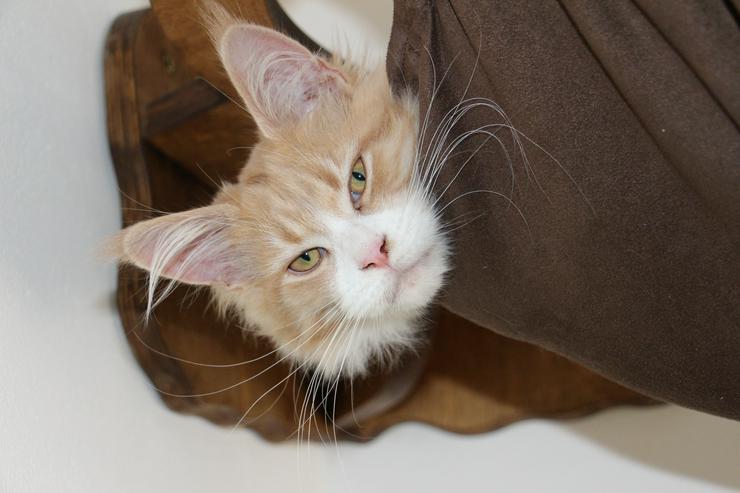 Bild 10: Maine Coon Kitten Kater Ramiro Creme tabby / white