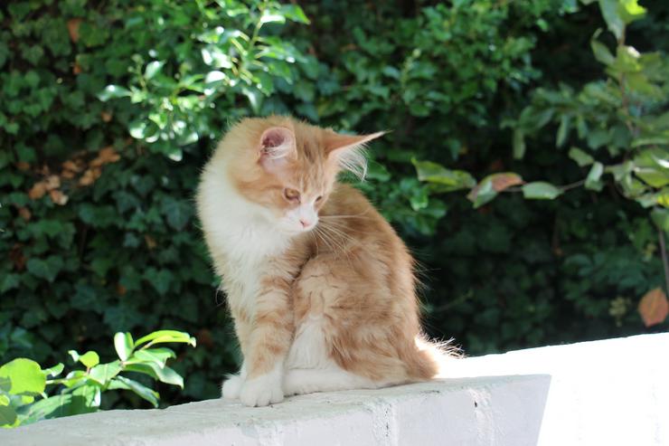 Bild 16: Maine Coon Kitten Kater Ramiro Creme tabby / white