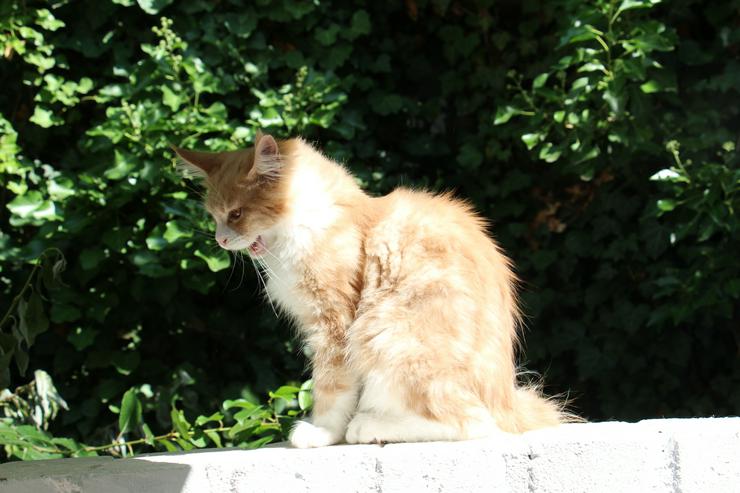Bild 12: Maine Coon Kitten Kater Ramiro Creme tabby / white