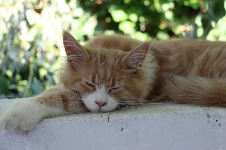 Bild 5: Maine Coon Kitten Kater Ramiro Creme tabby / white