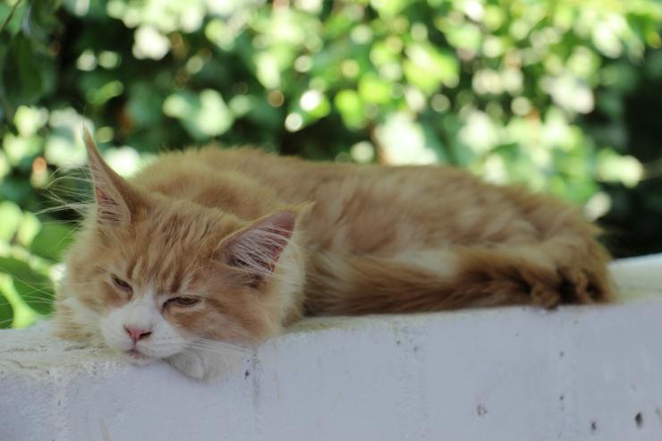 Maine Coon Kitten Kater Ramiro Creme tabby / white - Rassekatzen - Bild 1