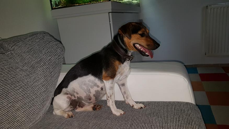 Bild 2: Jack Russel Terrier Welpen - kurzbeinig