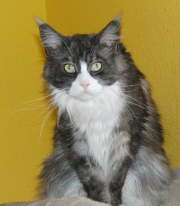 Bild 2: Notvermittlung! Maine Coon Kastratin dringend abzugeben!