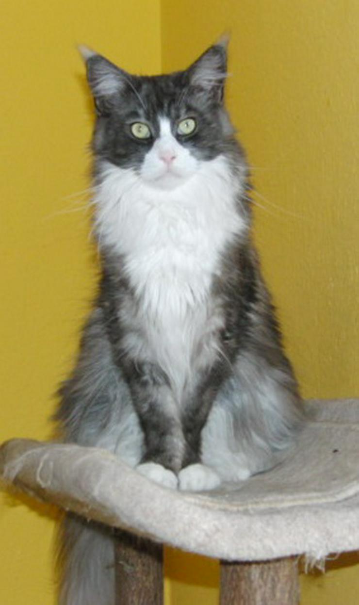 Bild 4: Notvermittlung! Maine Coon Kastratin dringend abzugeben!