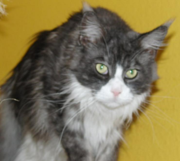 Notvermittlung! Maine Coon Kastratin dringend abzugeben! - Rassekatzen - Bild 1
