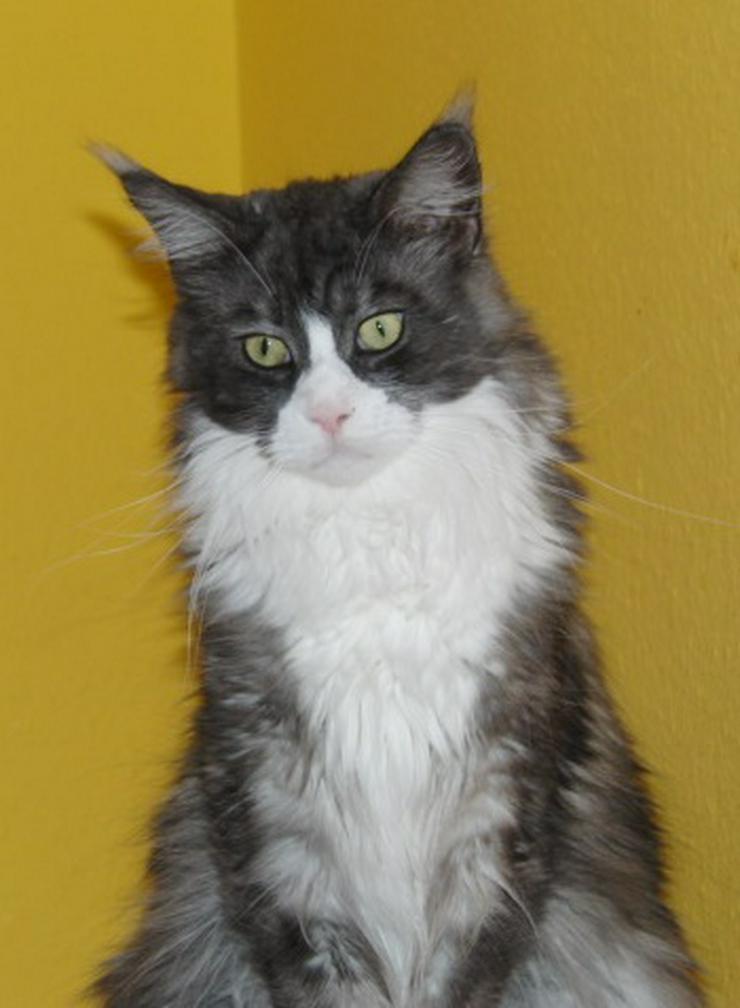 Bild 3: Notvermittlung! Maine Coon Kastratin dringend abzugeben!