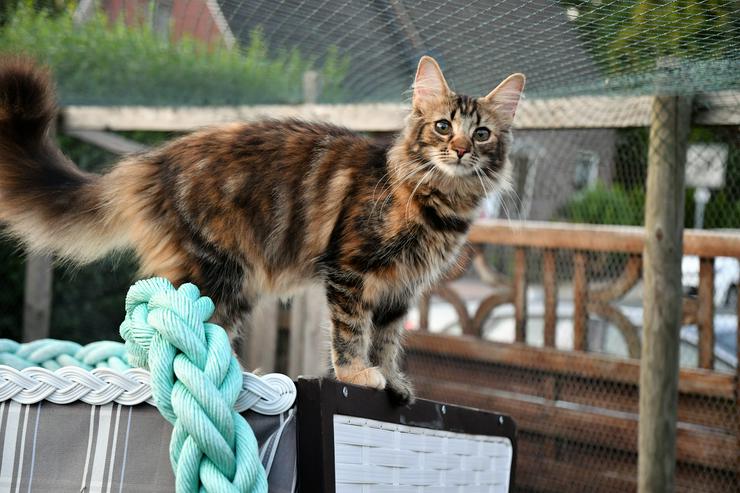 Bild 3: Norwegische Waldkatzen Kitten mit Papieren