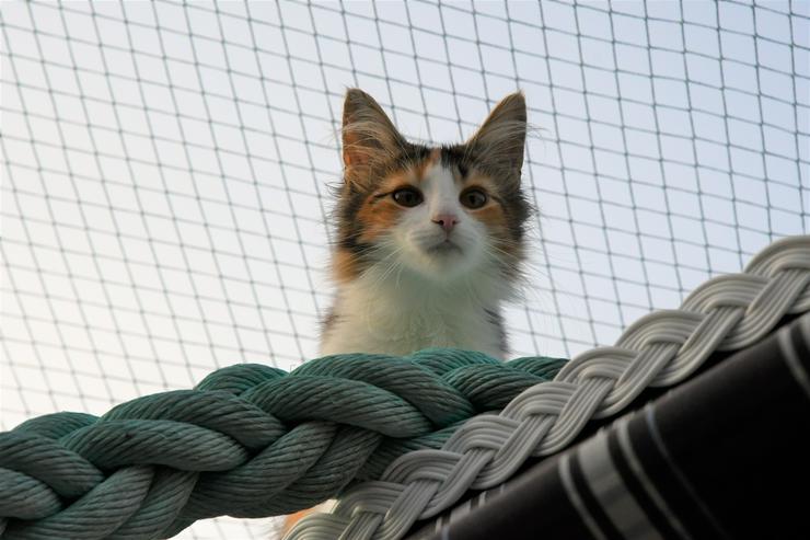 Bild 2: Norwegische Waldkatzen Kitten mit Papieren