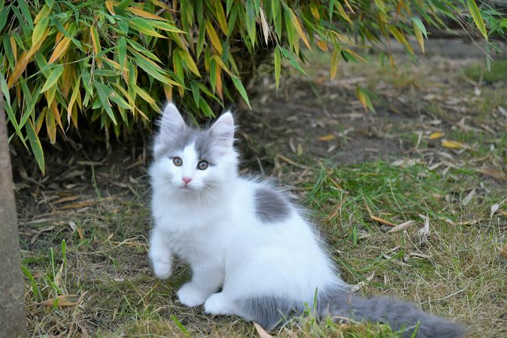Bild 4: Norwegische Waldkatzen Kitten mit Papieren