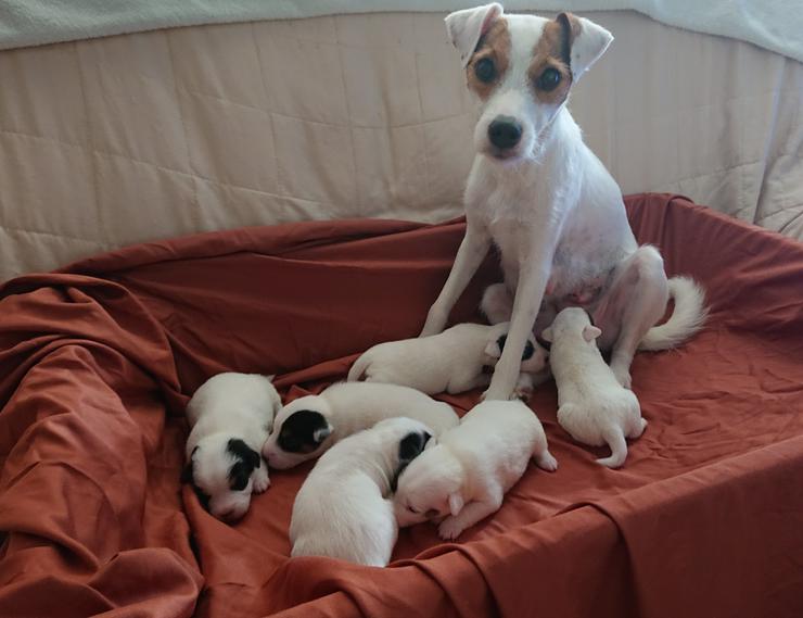 Bild 2: Parson Russell Terrier 