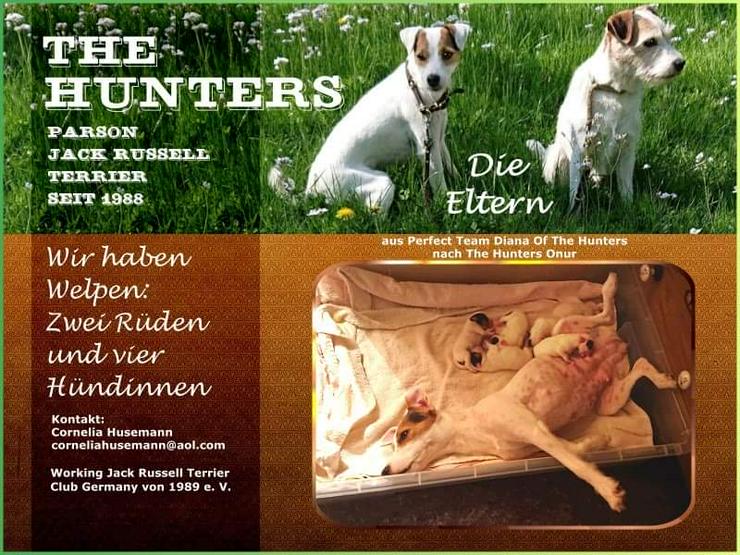 Parson Russell Terrier  - Rassehunde - Bild 1
