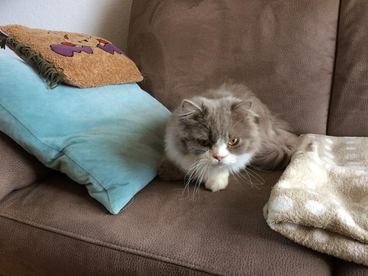 Bild 2: Britisch-Kurzhaar Katze (Black-Smoke) und Britisch Langhaar Kater (grau-weiß) 